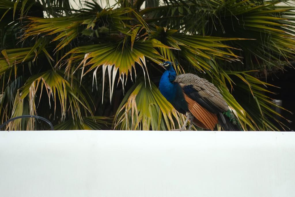 The Late Birds Lisbon - Gay Urban Resort Esterno foto